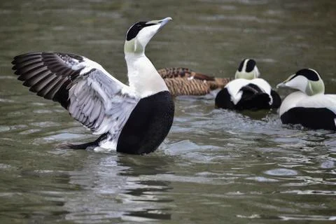 Portrait of Common Eider duck bird Somateria Mollissima in Spring in natura.. Stock Photos