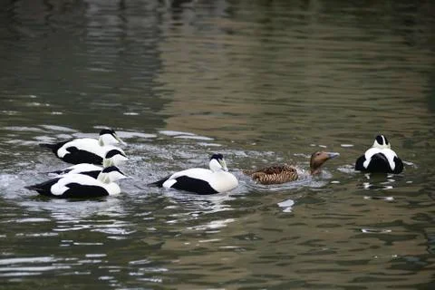Portrait of Common Eider duck bird Somateria Mollissima in Spring in natura.. Stock Photos