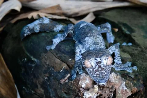 Portrait of common flat-tail gecko aka Uroplatus fimbriatus in Andasibe-Manta Foto stock