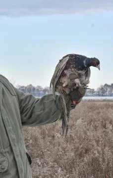 Portrait of a common pheasant phasianus colchicus in man hand Stock Photos