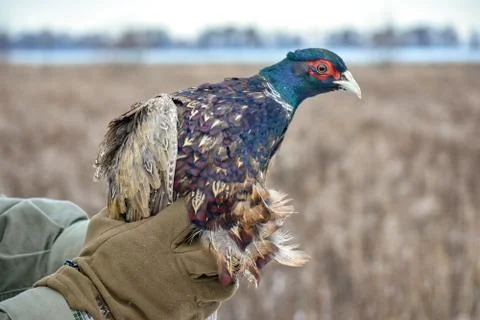 Portrait of a common pheasant phasianus colchicus in man hand Stock Photos
