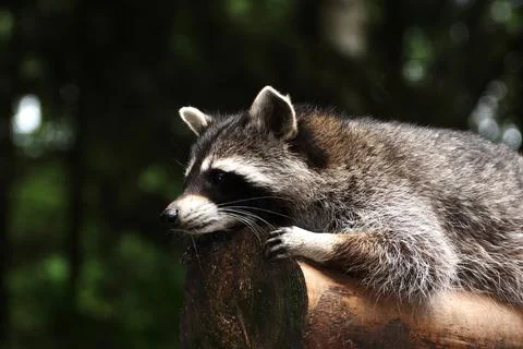 Portrait of common racoon Stock Photos