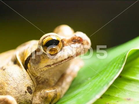 Portrait of Common Southeast Asian Tree Frog - Polypedates leucomystax Stock Photos