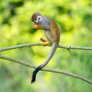 Portrait of common squirrel monkeys Stock Photos