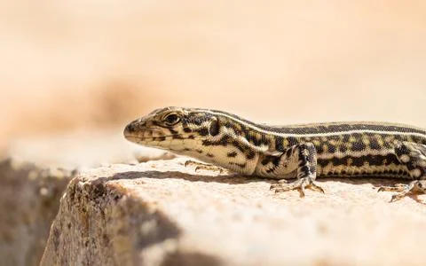 Portrait of a common wall lizard 写真素材