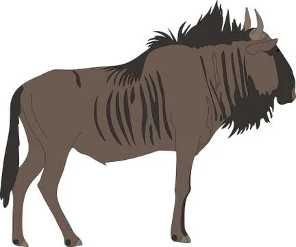 Portrait of a common wildebeest, standing, viewn from side Illustrazione stock