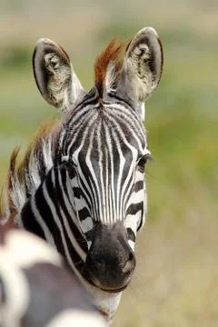 Portrait of a common zebra Stock Photos