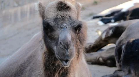 Portrait of a contented camel Stock Photos