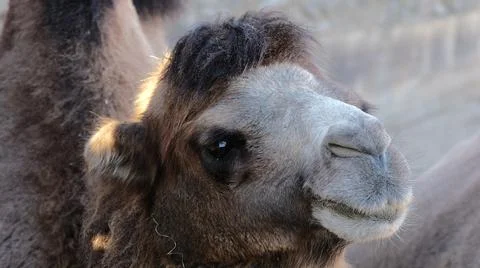 Portrait of a contented camel in profile Stock Photos