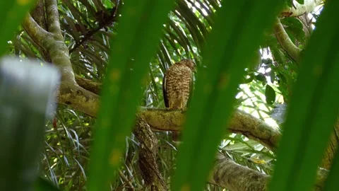 Portrait Of A Coopers Hawk, Bird Of Prey Perched On A Forest Tree Stock Footage 152256117