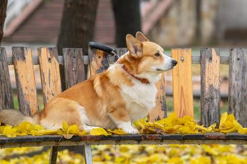 Portrait of a corgi on a bench Stock Photos