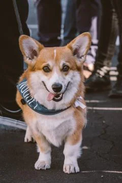 Portrait of Corgi Stock Photos