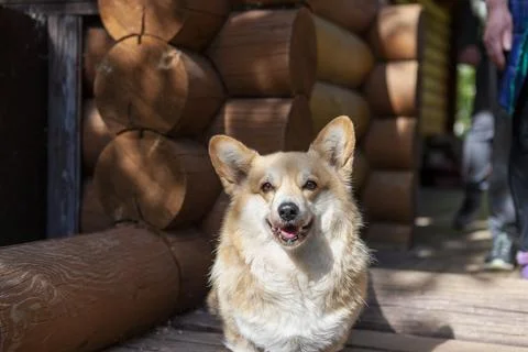 Portrait of a corgi Photos