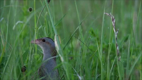 Portrait of Corn crake in tall grass Stock Footage 146237574
