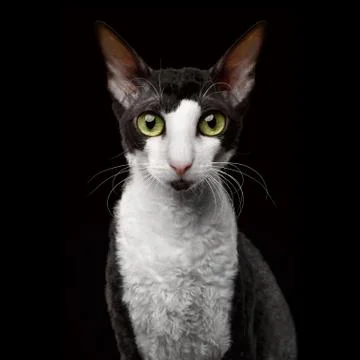 Portrait of Cornish Rex Looking in Camera Isolated on Black Stock Photos