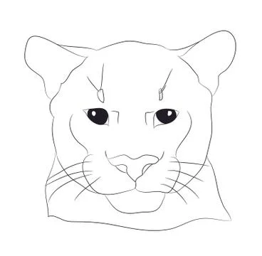 Portrait of a cougar drawing lines, vector Stock Illustration