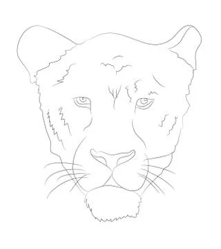 Portrait of a cougar drawing lines, vector Stock-Illustration