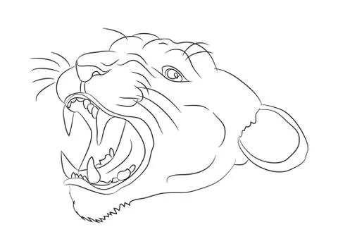 Portrait of a cougar drawing lines, vector Stock Illustration