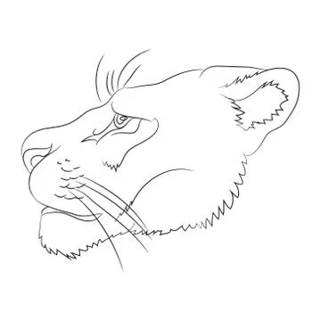 Portrait of a cougar drawing lines, vector Illustrazione stock
