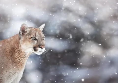 Portrait of a cougar in the snow, Winter scene in the woods,  wildlife Americ Stock Photos