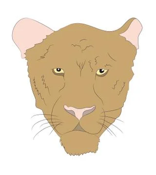 Portrait of a cougar, vector Illustrazione stock