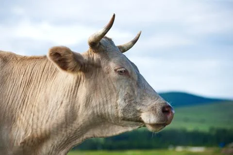 Portrait of Cow on  Alpine  Ecologically Clean Pasture in Summer Day Stock Photos