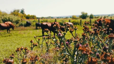 The portrait of cow on the background of field. Beautiful funny cow on farm Stock Footage