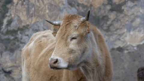 Portrait of a cow on a background of mountains Stock Footage 87737461