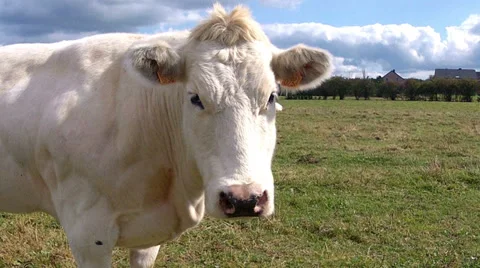 Portrait of a cow. Stock Footage 34496542