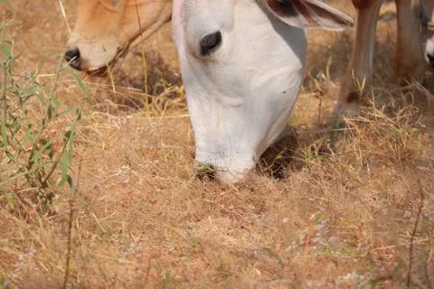 Portrait of cow ,jaipur Stock Photos