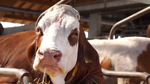 Portrait of a cow with nice sunlight which is chewing Stock Footage 205440336