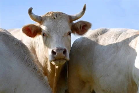Portrait of cow Stock Photos