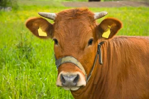 Portrait of a cow Stock Photos