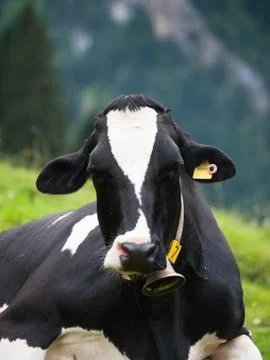 Portrait of cow Stock Photos