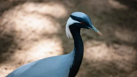 Portrait of crane bird with white head. Stock Photos