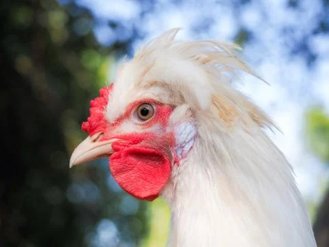 Portrait of a crested chicken. Funny hairstyle of a bird Stock Photos