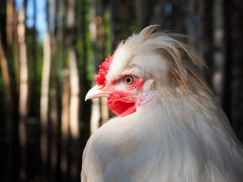 Portrait of a crested chicken. Funny hairstyle of a bird Stock Photos