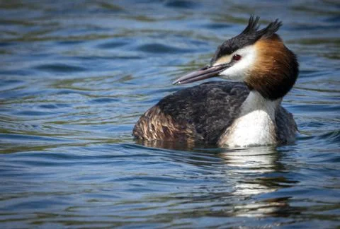 Portrait Crested grebe Stock Photos