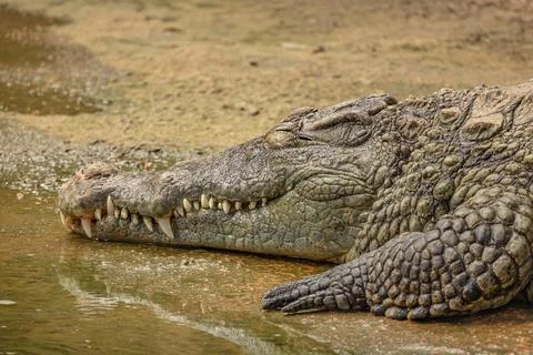 Portrait of a crocodile, close-up Stock-Fotos