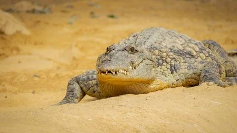 Portrait of a crocodile, close-up Foto stock