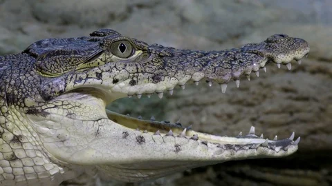 Portrait of a crocodile with open jaws Stock Footage 73502560