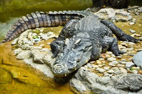 Portrait of a crocodile Stock Photos