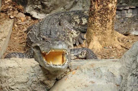 Portrait of a crocodile Stock Photos