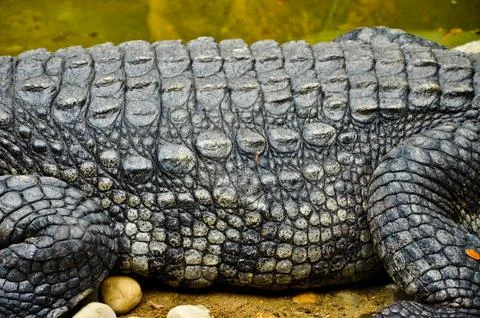 Portrait of a crocodile Stock Photos