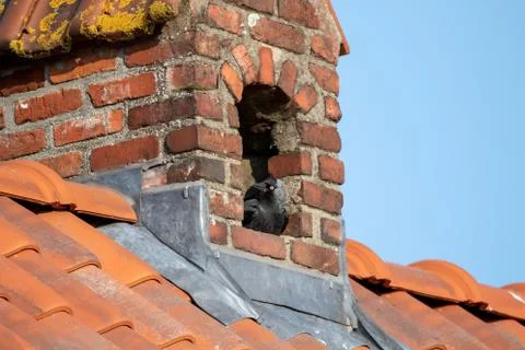 A portrait of a crow nesting in a chimney. The bird nest is dangerous because Stock Photos