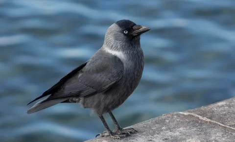 Portrait of a crow. Stock Photos