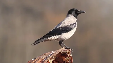 Portrait of Crow on tree Stockbeeldmateriaal 71685863