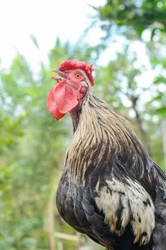 Portrait of crowing bantam rooster Stock Photos