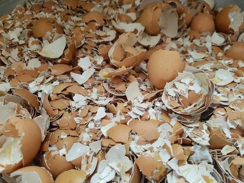 Portrait of crushed egg shell Stock Photos