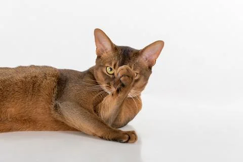Portrait Curious Abyssinian cat lying on ground and hide face. Isolated on .. Stock Photos